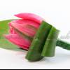 tulip buttonhole